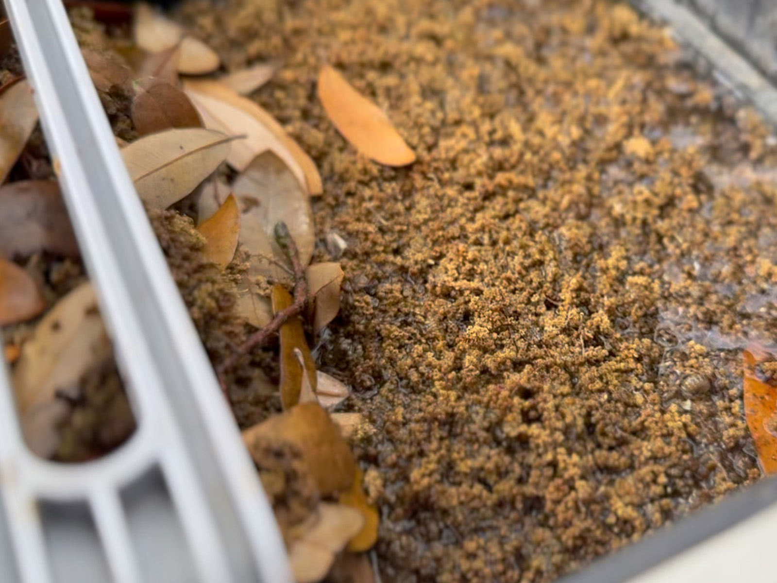 A dense mat of oak pollen and catkins packed into the Betta SE's basket