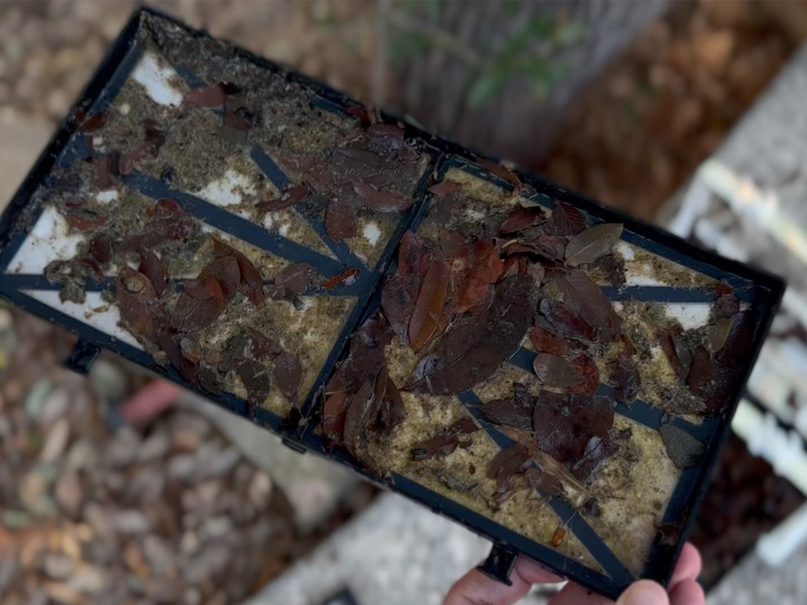Holding one of the Dolphin Premier's filter panels, caked with yellow pollen and fine silt
