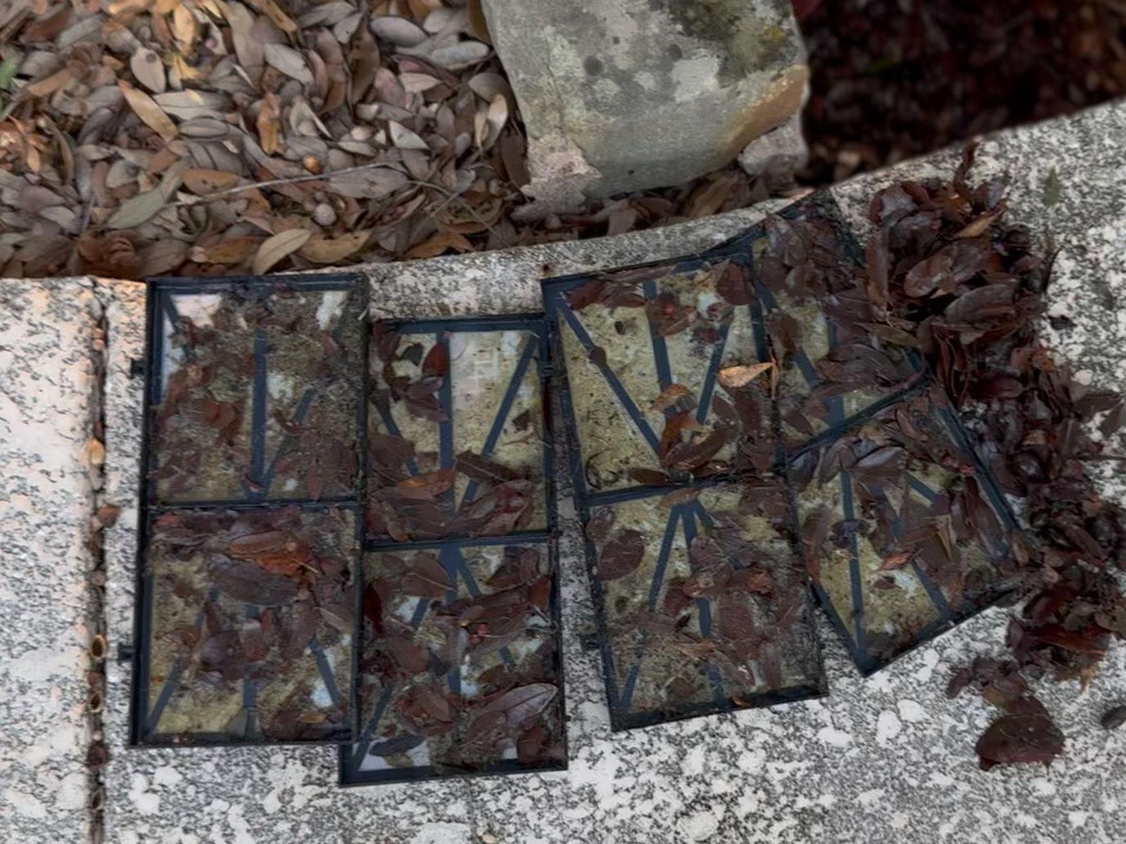 The Dolphin Premier's filter panels laid open on the pool deck, covered in leaves and debris after a cycle