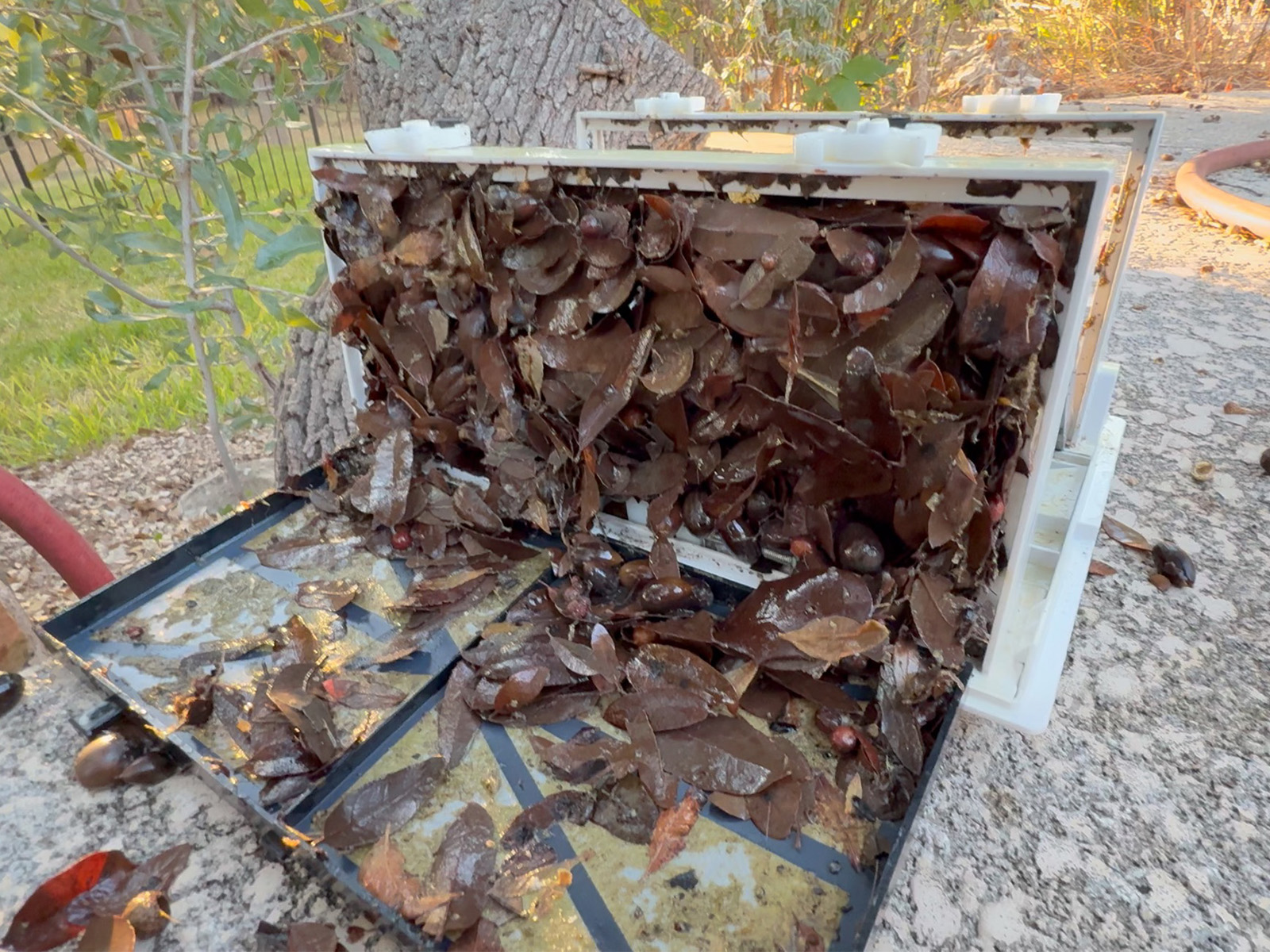 The Dolphin Premier's filter compartment hinged open, completely packed with oak leaves and acorns
