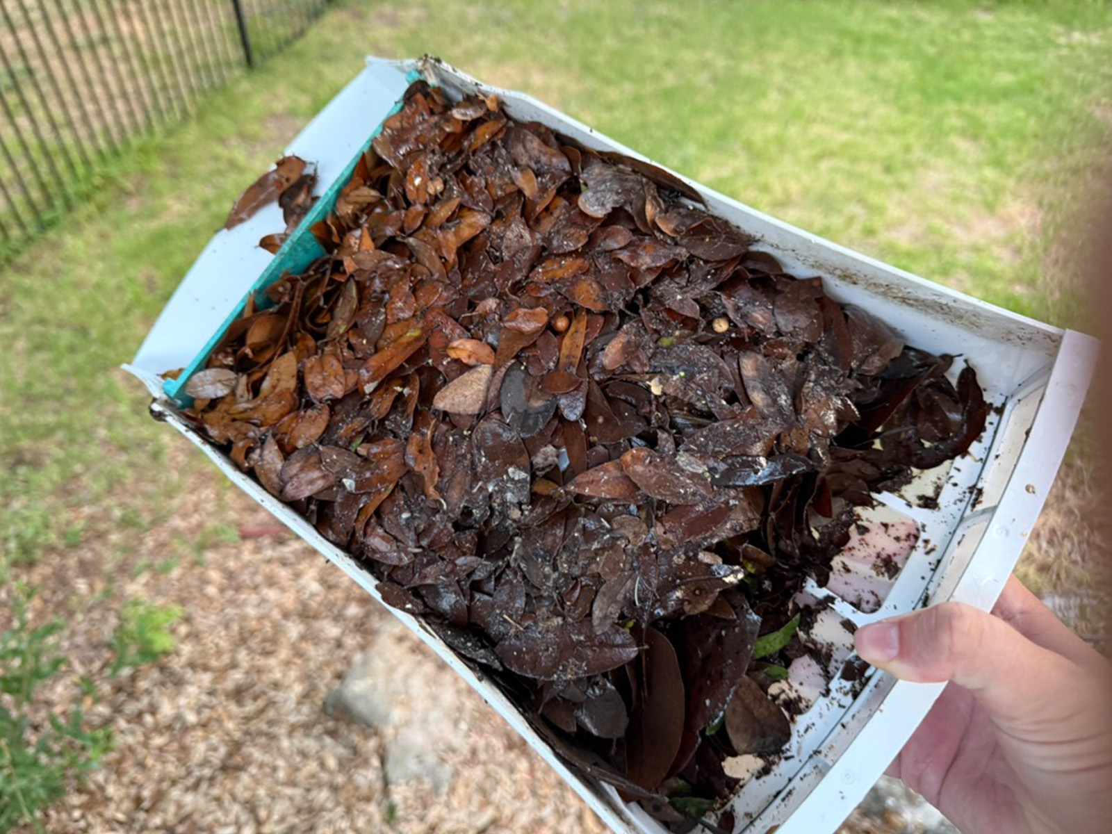 The Dolphin Skimmi's debris basket being cleaned out