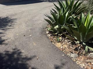 The raveling asphalt edge next to the agave bed before repair