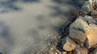 The coating edge along the rock border, where overspray would have landed on the stones
