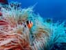 A Clark's clownfish among long anemone tentacles on the Okinawa reef