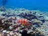 A red-and-white reef fish resting above coral in clear Okinawa water