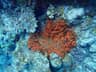 A clownfish and its red anemone seen within the wider coral reef