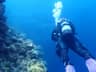 Diving Okinawa: My Favorite Place After More Than 50 Dives