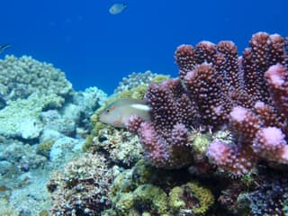 A hawkfish resting among Okinawa coral