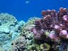 A hawkfish perched between branches of purple coral