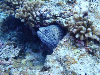 A moray eel photographed among coral in Okinawa