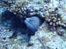 A large honeycomb-patterned moray eel looking out from a reef crevice