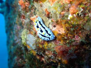 A nudibranch photographed at close range in Okinawa