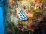A blue, black, yellow, and white nudibranch photographed close to the Okinawa reef