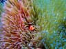 An ocellaris clownfish peeking through a colorful sea anemone in Okinawa
