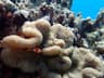 Ocellaris clownfish sheltering beneath the folds of a large anemone