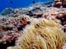 A pair of Clark's clownfish swimming above their host anemone