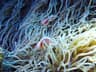 A pink skunk clownfish weaving through pale anemone tentacles