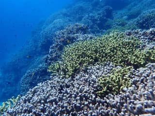 A coral reef photographed while snorkeling in Okinawa