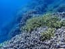 A wide Okinawa reef covered in branching coral and surrounded by clear blue water