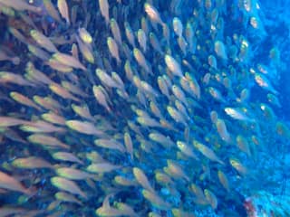 A moving school of fish photographed with the TG-7