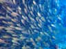 A dense school of small reef fish moving together above the coral