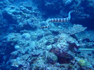 A sea snake moving over the Okinawa reef