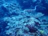 A banded sea krait swimming above the Okinawa reef
