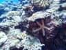 A pale sea star tucked beneath a coral ledge in Okinawa