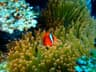 A bright tomato clownfish looking out from a green anemone