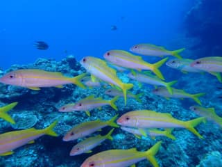 Yellowfin goatfish swimming over the reef