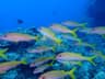 A school of yellowfin goatfish crossing the reef in Okinawa