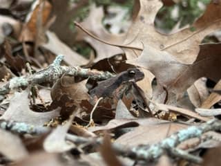A small frog in shaded leaf litter after removal from a pool
