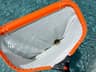 How to Get a Frog Out of Your Pool Safely