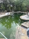 A wide view of my green pool before the cleanup process