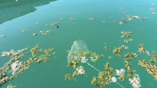 A leaf rake lifting visible algae clumps from the pool surface