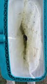 Deep mesh bag and protected scoop edge on a pool leaf rake