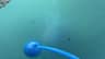 The Escape cable and float running into cloudy green pool water