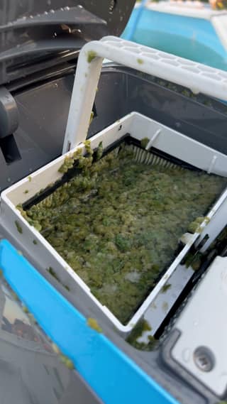 The Dolphin Escape MaxBin filled with algae after one cleaning cycle