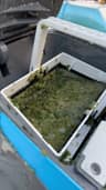 The Escape basket carrying algae and debris during the above-ground pool cleanup