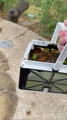 The Escape's standard basket carrying leaves and coarse debris removed before fine filtration