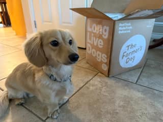Reed sitting beside the Farmer's Dog box after we unpacked his food