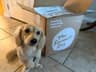 The Farmer's Dog Review: Our Dachshund Finally Wants Dinner